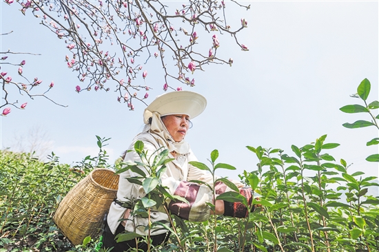 圖為3月10日，在武義縣更香有機(jī)茶園內(nèi)，采茶工在采摘今年首批春茶。新華社發(fā)