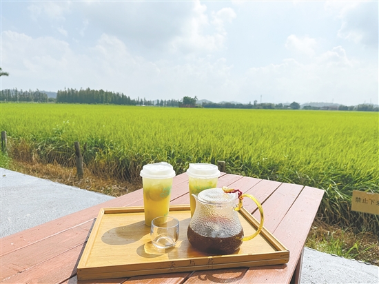 慕禾咖啡館坐擁270度無(wú)遮擋的賞禾美景。