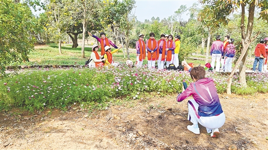 臺(tái)山紅嶺種子園的格?；ㄊ㈤_(kāi)，粉白相間，將氛圍感拉滿。