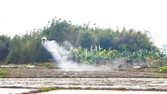 無人機現(xiàn)場演示噴藥效果。
