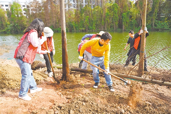 植樹活動現(xiàn)場，黨員干部共同種下落羽杉，為江海增綠，共繪綠美生態(tài)新畫卷。