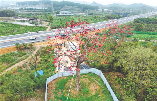 古木棉樹在科學遷移后，枝葉依舊繁茂，火紅的花朵如期盛放。