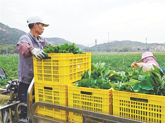 北陡鎮(zhèn)特色薯葉迎來(lái)豐收，實(shí)現(xiàn)產(chǎn)銷(xiāo)兩旺。