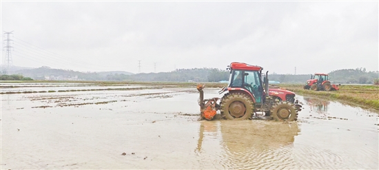 恩平市君堂鎮(zhèn)的田野中，農(nóng)機(jī)轟鳴。