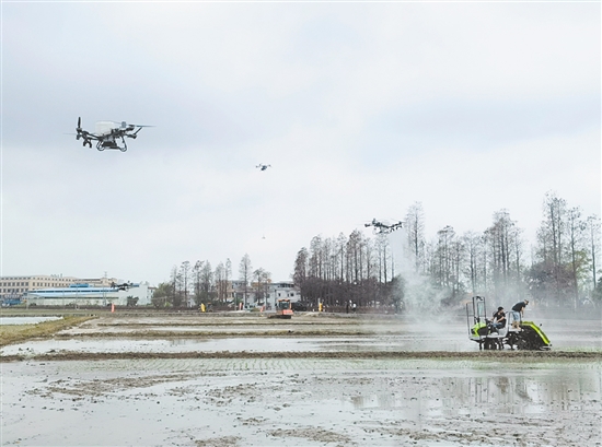 開平市水稻綜合機(jī)械化率已達(dá)95.41%，農(nóng)作物耕種收綜合機(jī)械化水平達(dá)到73.12%，穩(wěn)居全省前列。