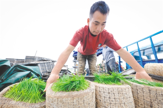 3月24日，在廣東江門臺山市都斛鎮(zhèn)，工作人員搬運(yùn)育好的秧苗。