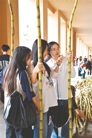 廣州軟件學(xué)院的同學(xué)們領(lǐng)到了甘蔗。