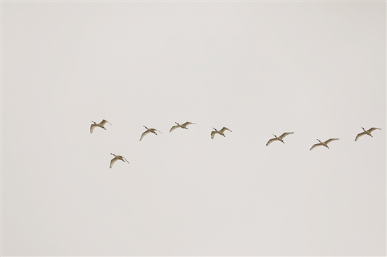 臺山市林業(yè)局監(jiān)測人員拍攝到的黑臉琵鷺。