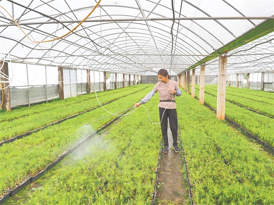 臺山市紅嶺種子園工作人員在扦插圃灌溉樹苗。