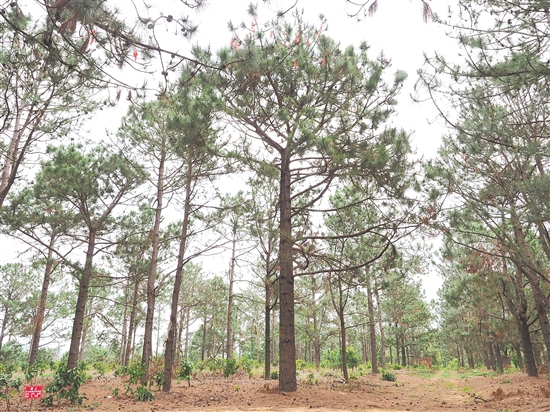 臺山市紅嶺種子園內(nèi)的濕加松“樹王”，樹齡22年，樹高18米，胸徑58厘米。