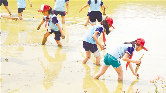 學(xué)生們參加荷花種植實踐環(huán)節(jié)。