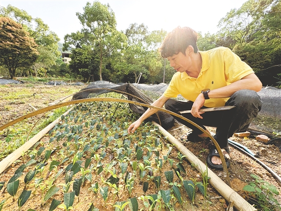 從事白云茶十余年，溫振權(quán)積極推動擴(kuò)種育苗，培育優(yōu)質(zhì)白云茶苗，壯大四九鎮(zhèn)特色產(chǎn)業(yè)。