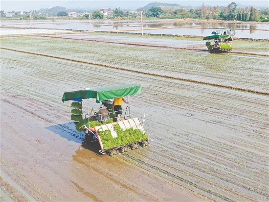 鶴山將始終堅(jiān)持“藏糧于地、藏糧于技”，全方位筑牢糧食安全防線。