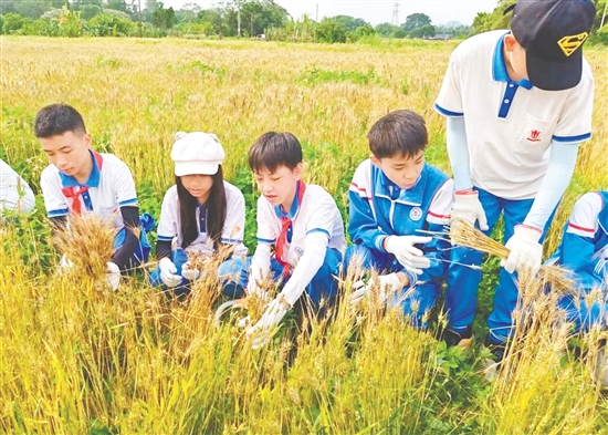 學(xué)生們?cè)邴溙镩g揮灑汗水，在收獲的喜悅中感悟勞動(dòng)的價(jià)值與糧食的珍貴。