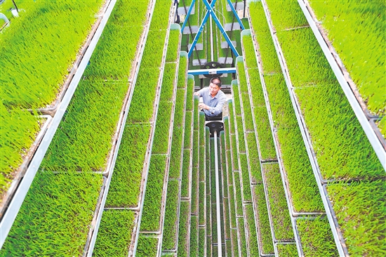 圖為4月6日，在河南省信陽市光山縣青龍河合作社全自動智能化育秧工廠，工作人員在管護水稻秧苗。