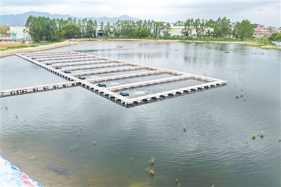 開平水口鎮(zhèn)淡水魚生態(tài)養(yǎng)殖示范基地竣工啟動是市政協(xié)深入推進“百千萬工程”縱向幫扶、全面落實“全員招商”工作的生動實踐。