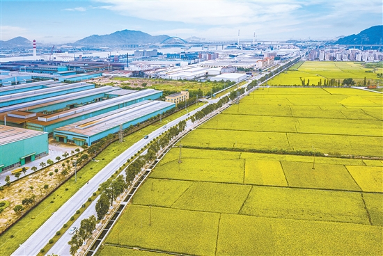 沙堆鎮(zhèn)聚力推動金門工業(yè)園區(qū)基礎(chǔ)設(shè)施升級改造，進一步提升園區(qū)的承載力和吸引力。