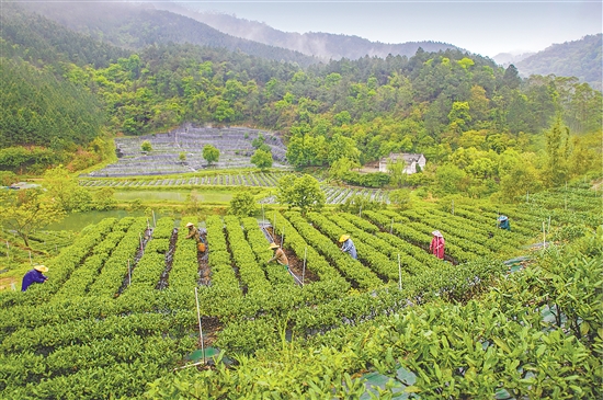 鶴山全市茶葉種植面積約1000公頃（1.5萬(wàn)畝）。