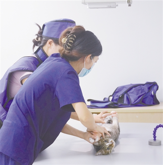 工作人員準(zhǔn)備給小貓拍攝CT檢查。