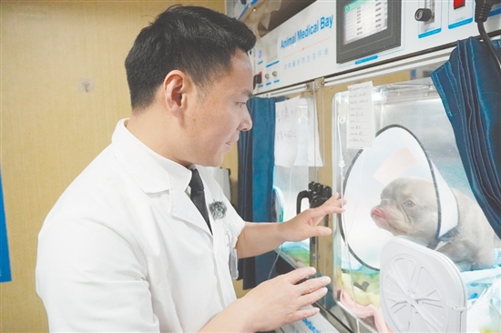 寵物醫(yī)生檢查小狗“患者”的情況。