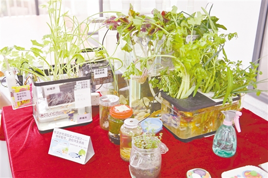 項(xiàng)目式學(xué)習(xí)成果琳瑯滿目。