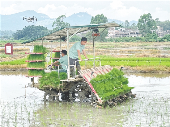 插秧機(jī)、無人機(jī)配合作業(yè)。