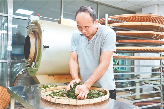 吳藝華對茶葉進行手工揉捻。
