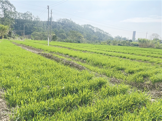 鶴山市全方位盤活閑置耕地資源，讓一片片“沉睡”的撂荒耕地重?zé)ㄉ鷻C，為糧食穩(wěn)產(chǎn)增產(chǎn)和鄉(xiāng)村振興筑牢堅實基礎(chǔ)。