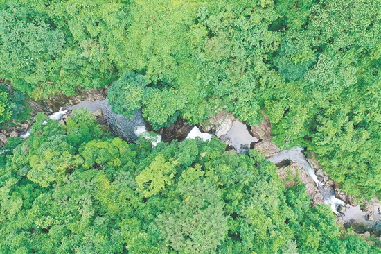 七星坑保護區(qū)是位于江門恩平西部、天露山南端的原始秘境，占地8060.3公頃，森林覆蓋率高達90.3%。