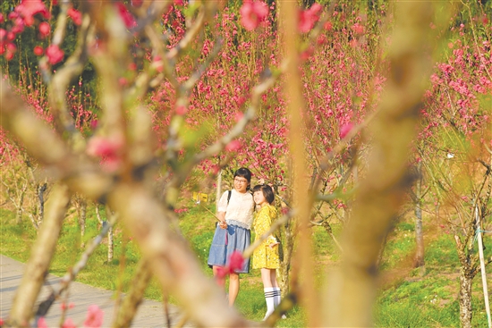 鰲峰山森林公園花開之時，吸引大批市民、游客前往賞花拍照。