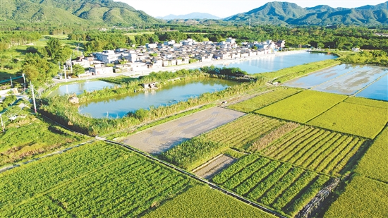 經(jīng)濟作物種植業(yè)是橫東村的特色產(chǎn)業(yè)。