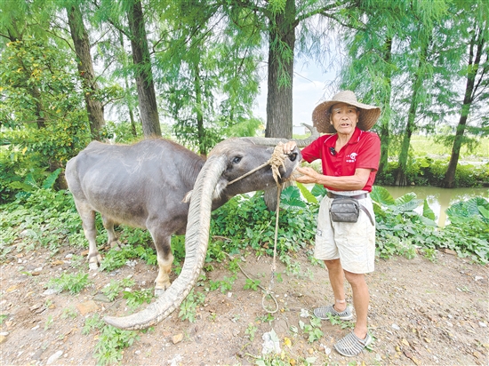 “網(wǎng)紅水?！迸c其主人譚伯。劉瓊
