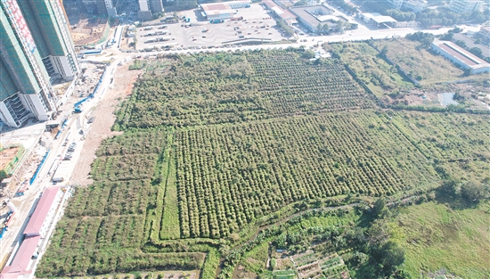 開平33號地成交溢價率為37.4%。