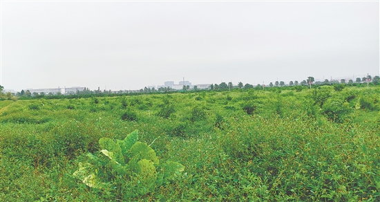 江門市JCR2025-194（新會26）號地。