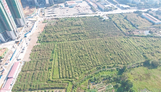 今年1月，匯峰地產(chǎn)以總價(jià)3.49億元拿下開平33號地。