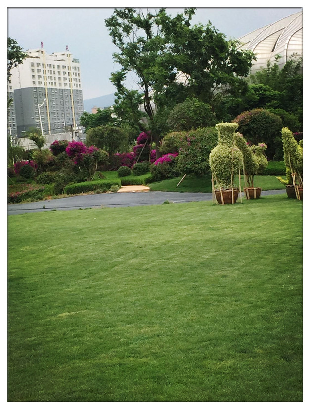 宜良現(xiàn)代農業(yè)產業(yè)園三角梅主題公園一期項目